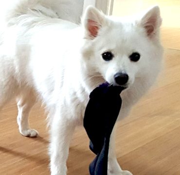 Coco ist ein weißer Spitz Hund das Maskottchen